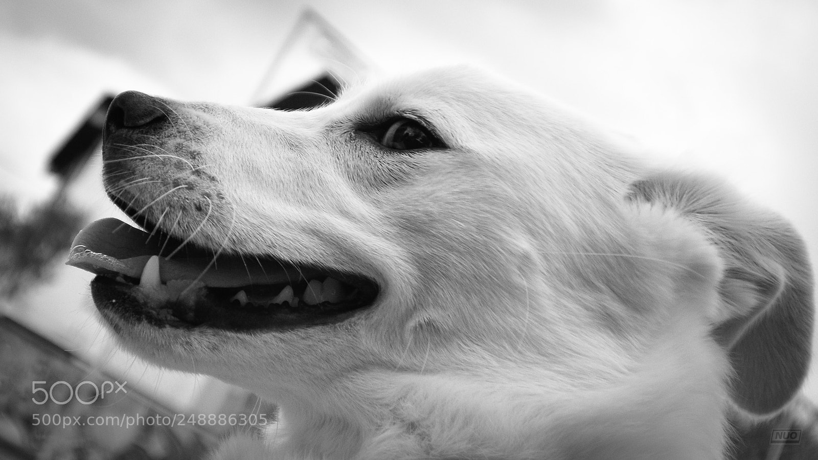 Nikon D5200 sample photo. Luna 4-6 photography