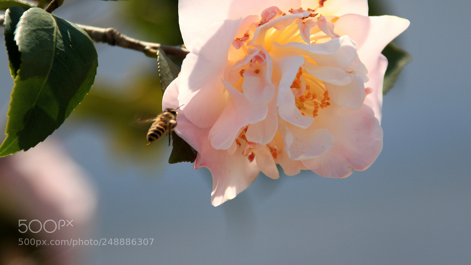 Canon EOS 7D Mark II sample photo. 蜂恋上了花 photography