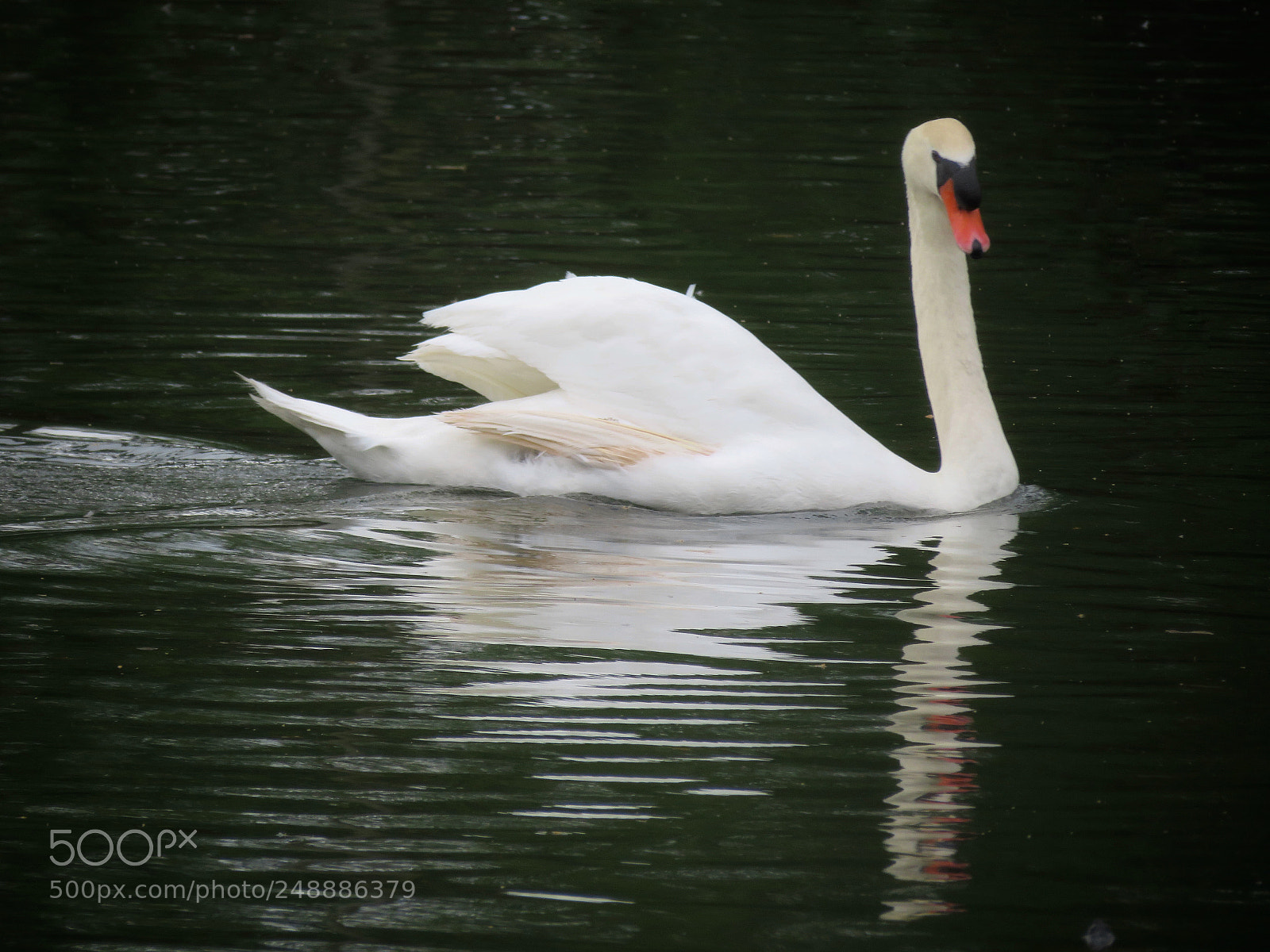 Canon PowerShot SX720 HS sample photo. Mute swan photography