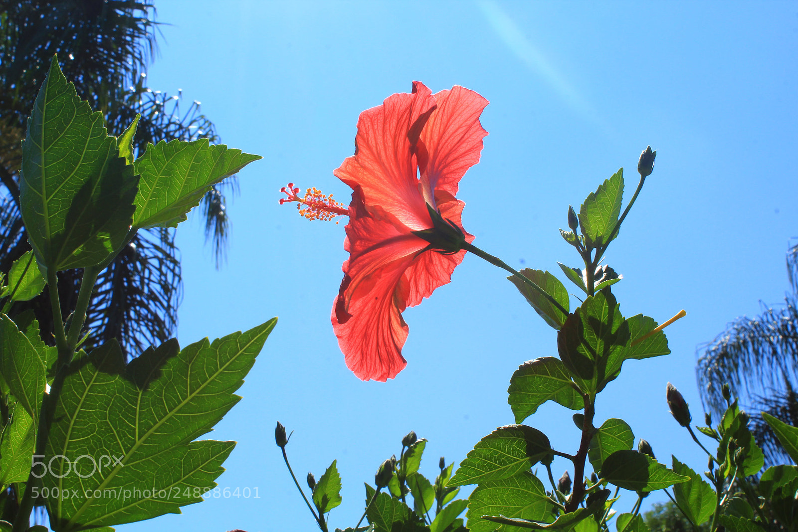 Canon EOS 1200D (EOS Rebel T5 / EOS Kiss X70 / EOS Hi) sample photo. Perfect red flower photography