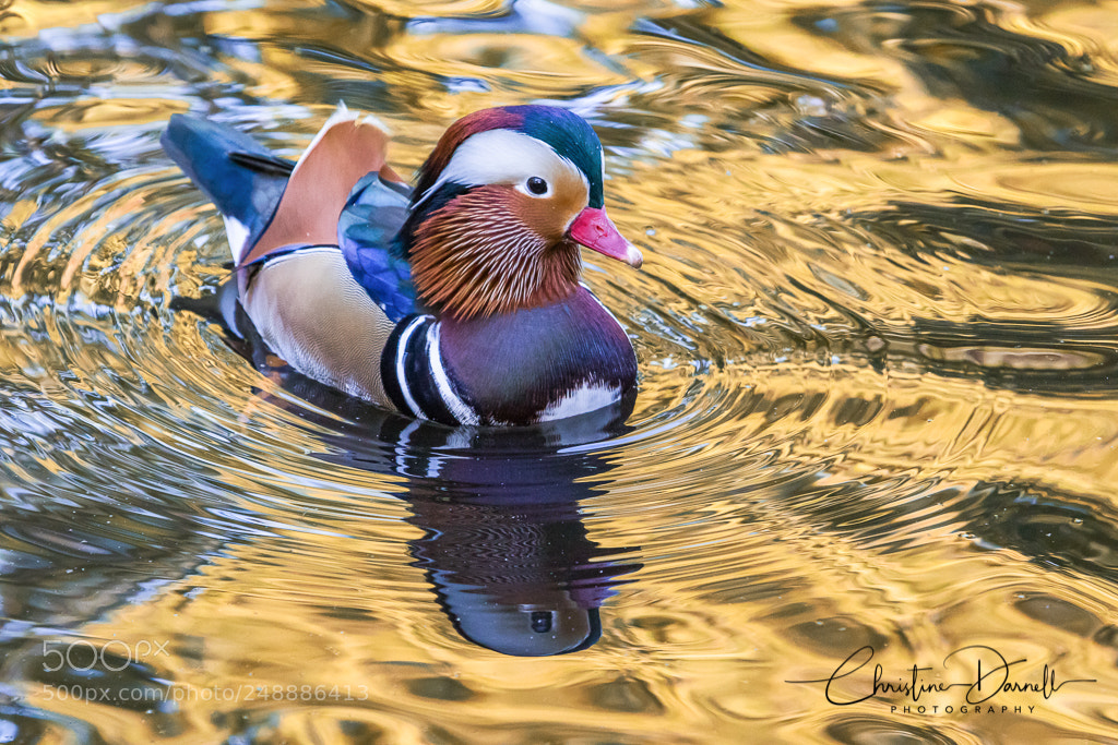 Canon EOS 7D Mark II sample photo. Mandarin duck photography