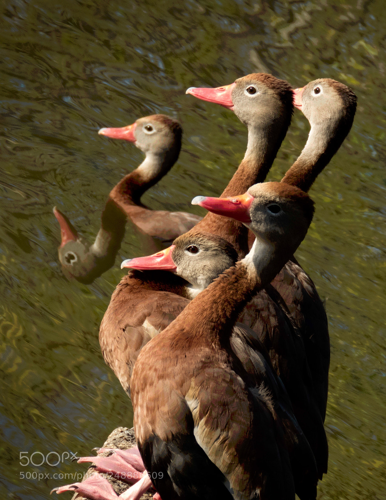 Canon PowerShot SX60 HS sample photo. Ducks chillin on a photography