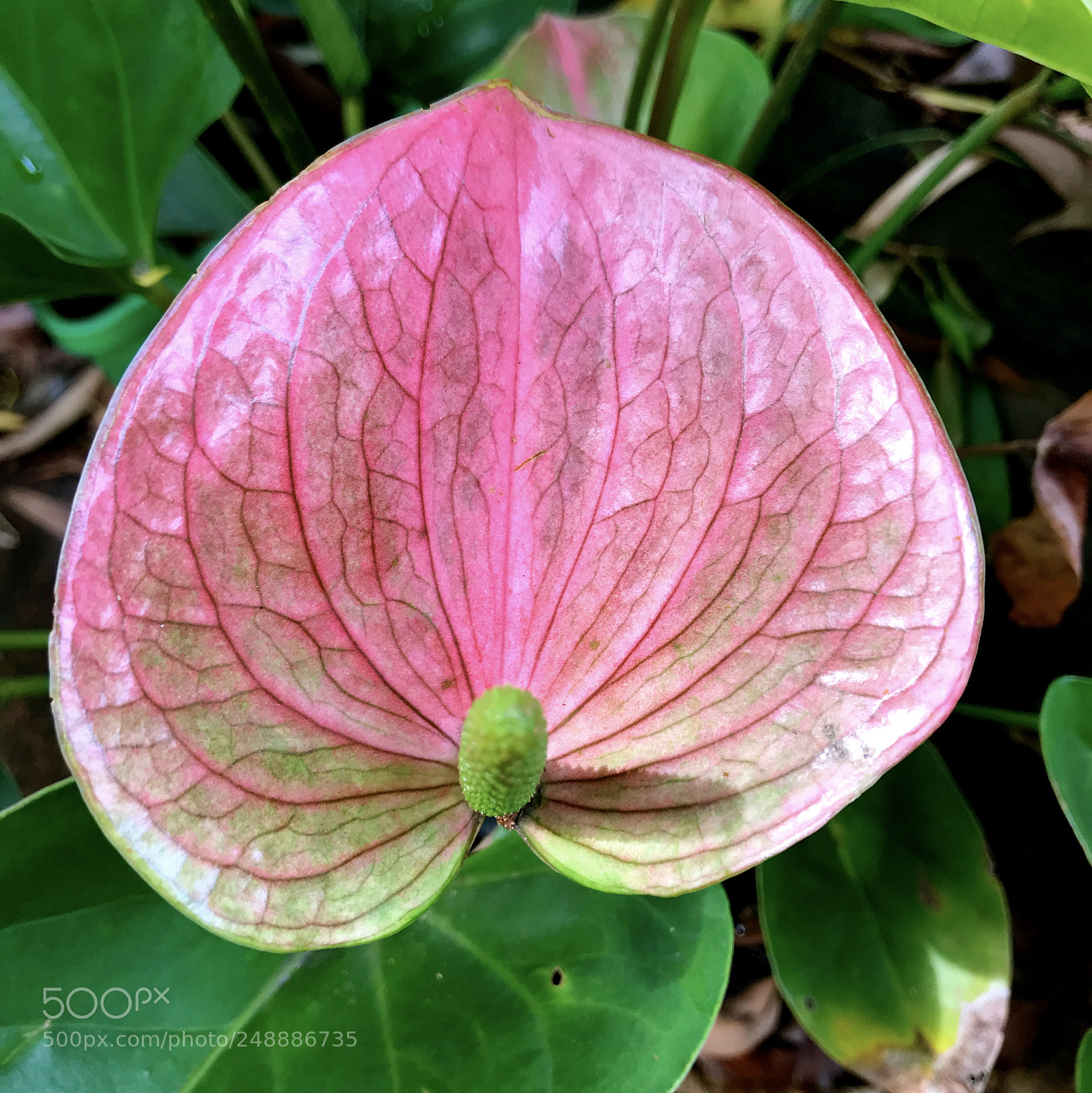 Apple iPhone 7 sample photo. Anthurium photography