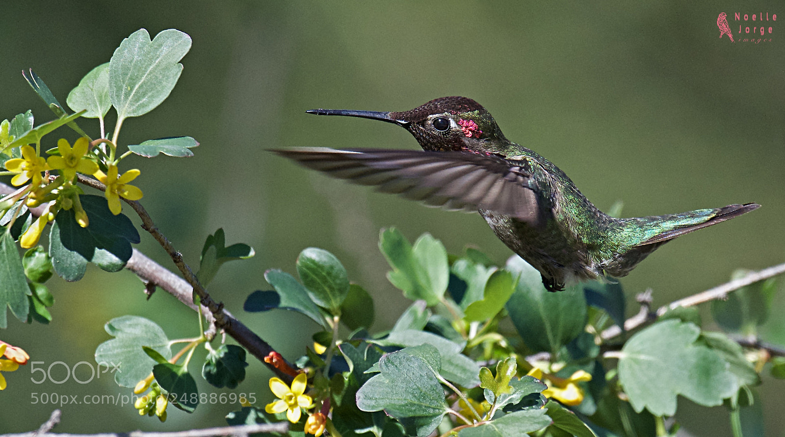 Nikon D500 sample photo. Hmmmm...sweet nectar photography