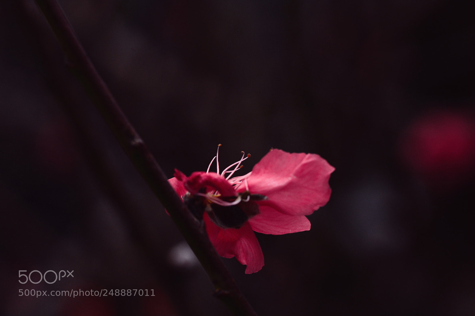 Nikon D7100 sample photo. Untitled photography