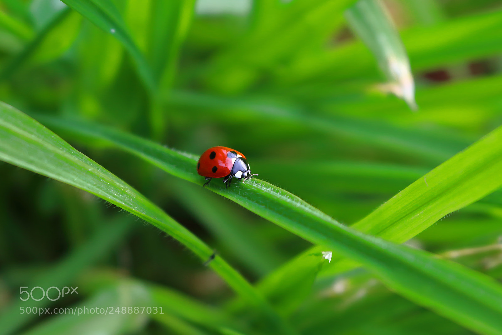 Canon EOS 700D (EOS Rebel T5i / EOS Kiss X7i) sample photo. Ladybug. photography