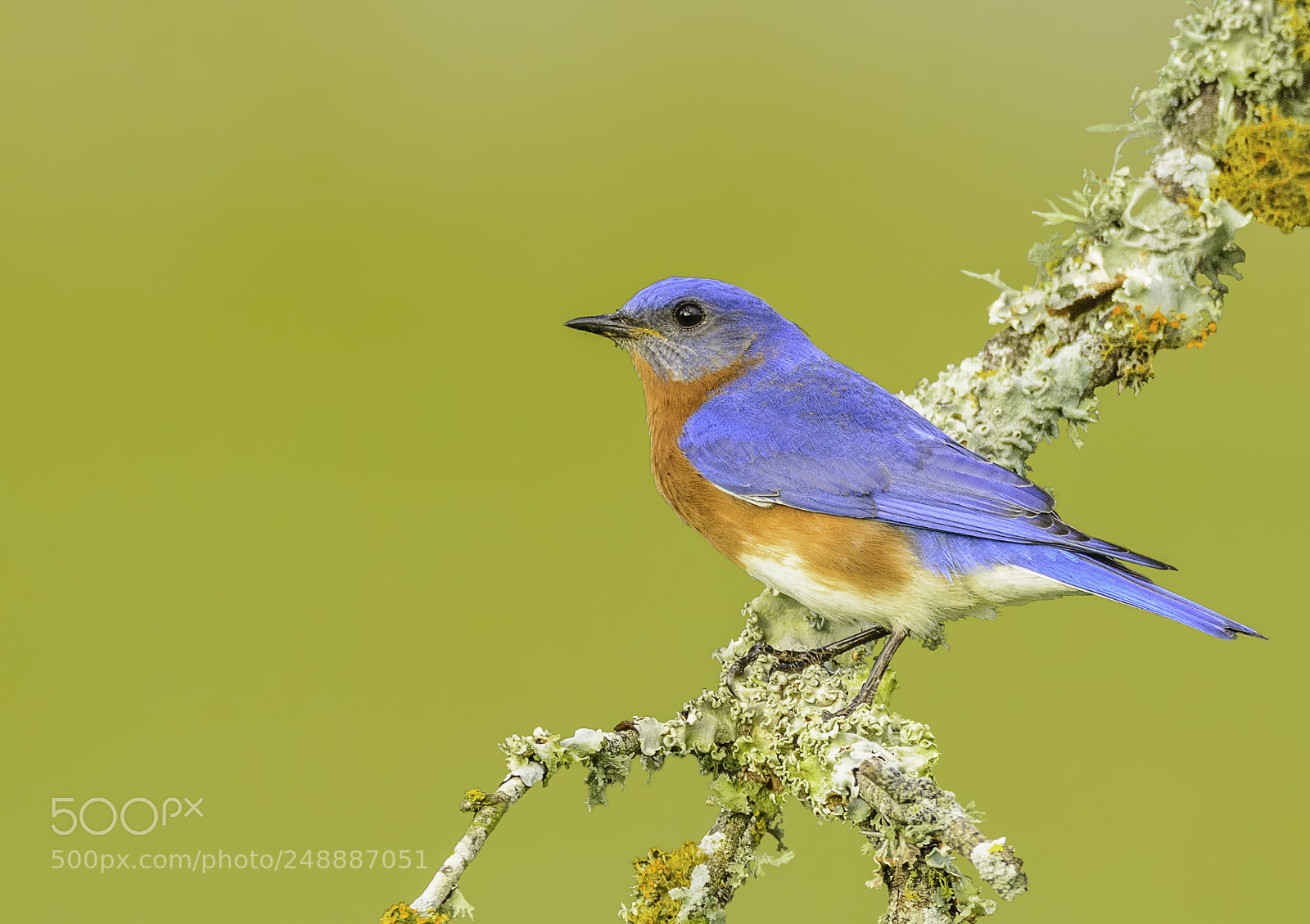 Nikon D7100 sample photo. Eastern bluebird photography
