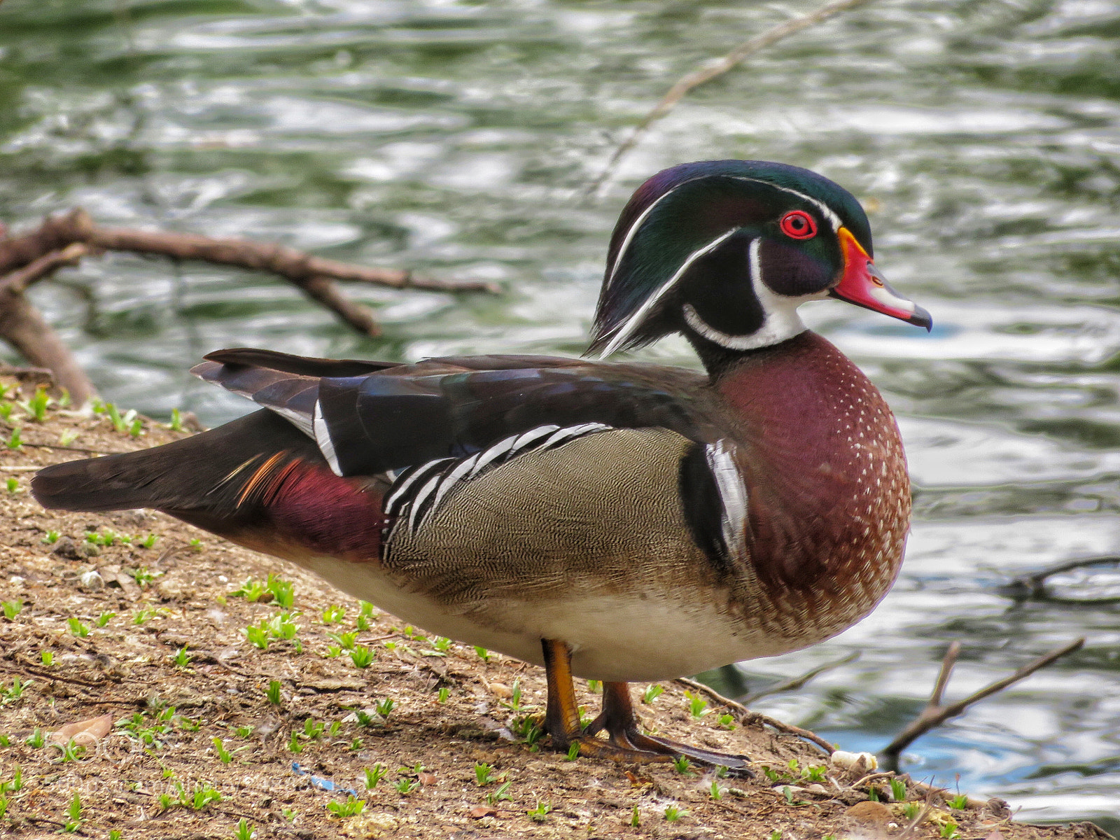 Canon PowerShot SX720 HS sample photo. Wood duck photography