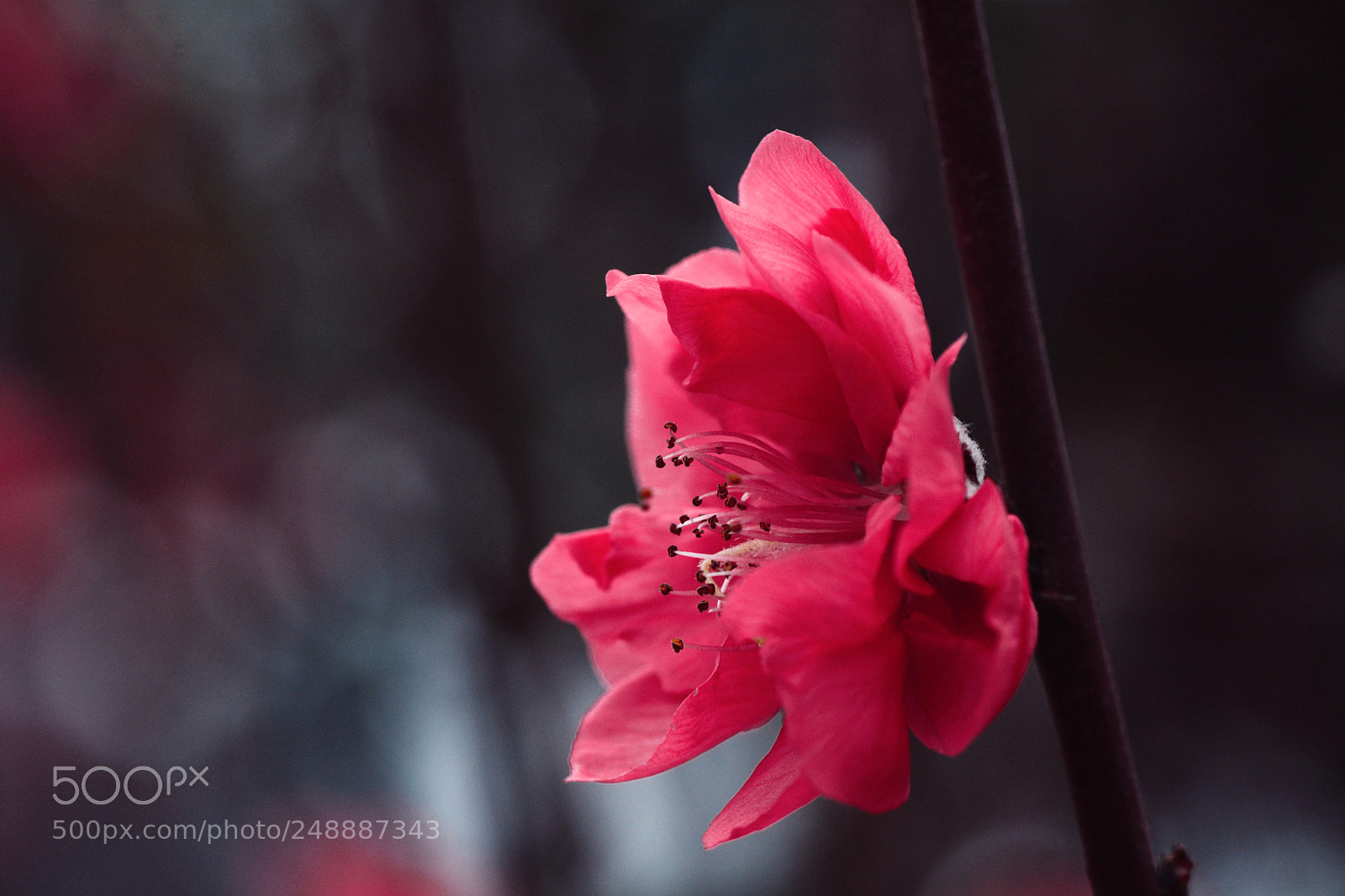 Nikon D7100 sample photo. Untitled photography
