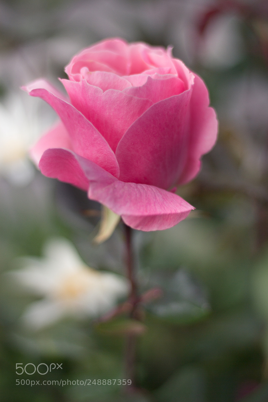 Canon EOS 60D sample photo. The most beautiful flower photography