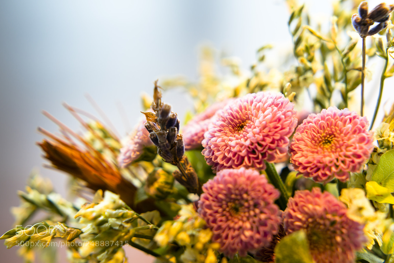 Sony a7R II sample photo. Orchid photography