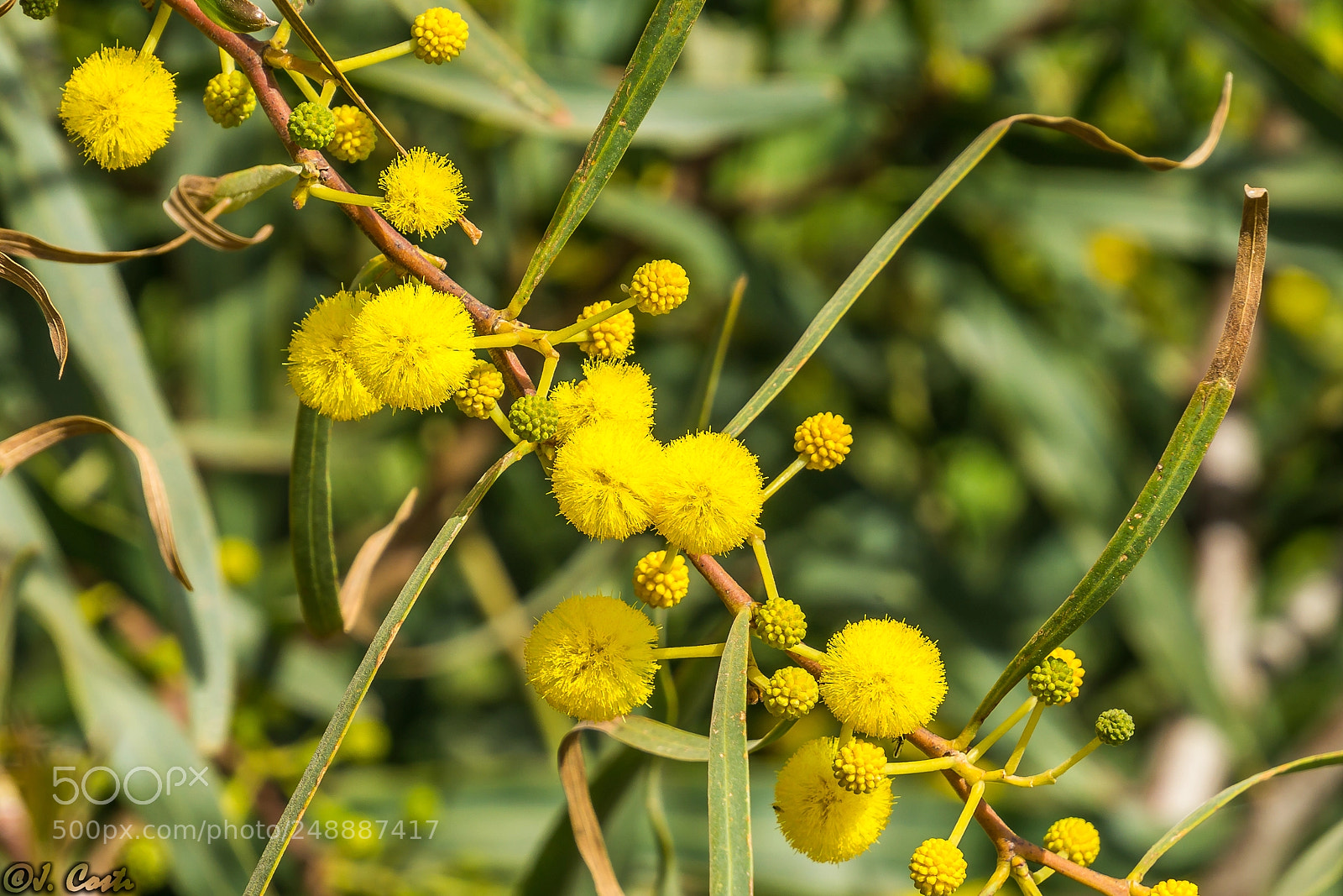 Sony a6000 sample photo. Acacia saligna photography