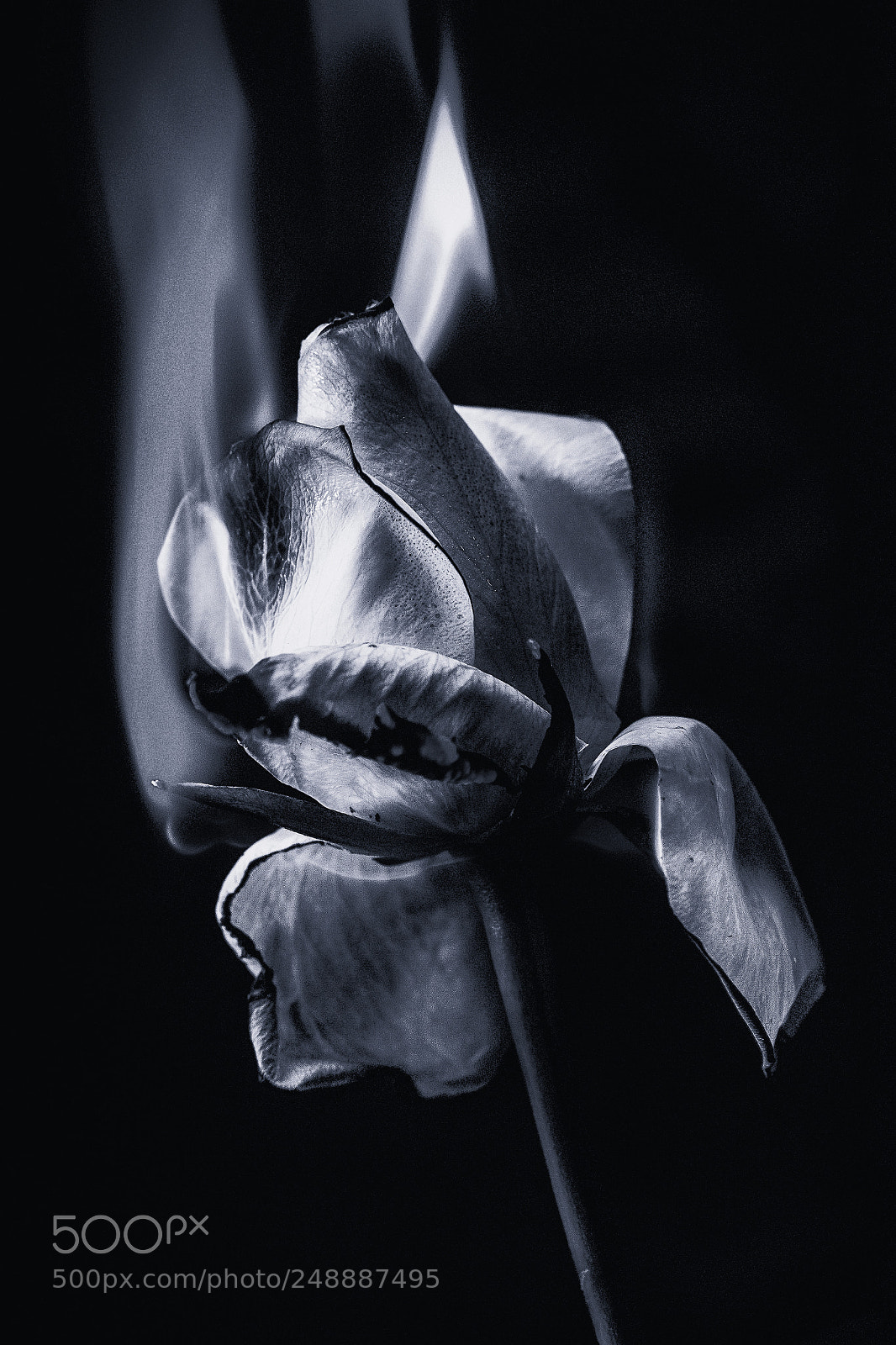 Canon EOS 60D sample photo. Flaming rose photography