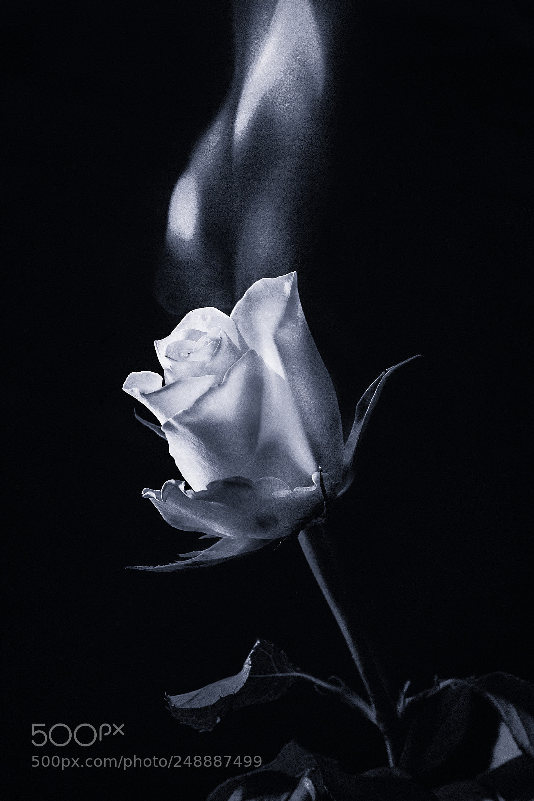 Canon EOS 60D sample photo. Flaming rose photography