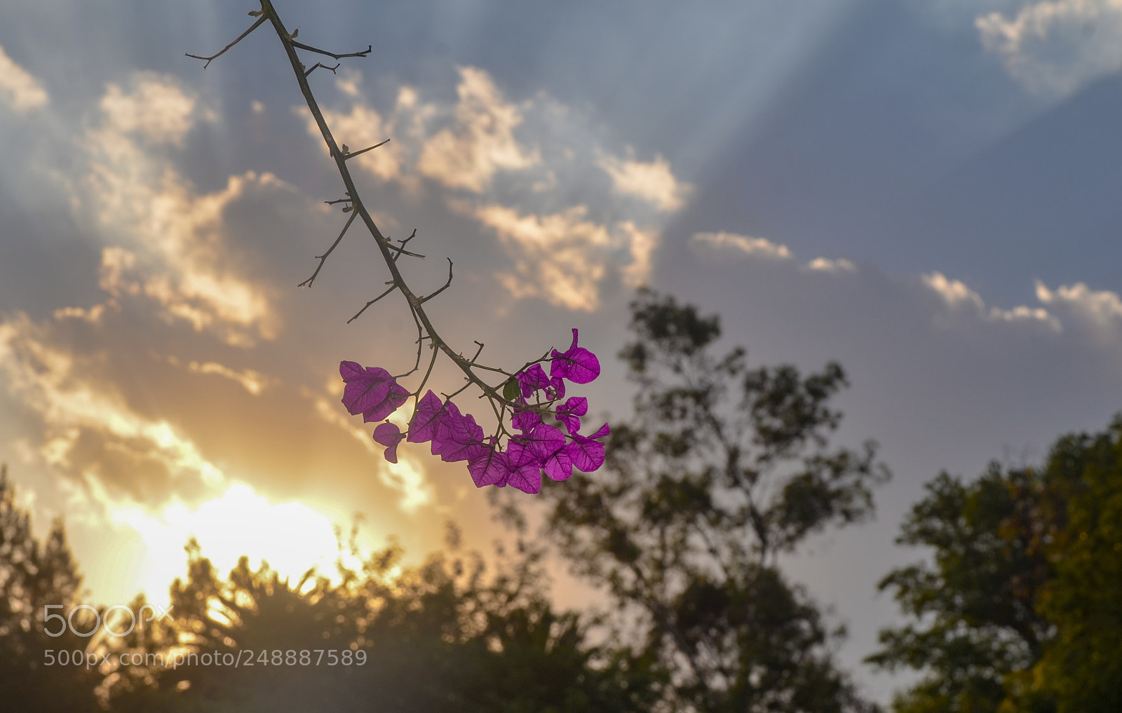 Nikon D7000 sample photo. Untitled photography