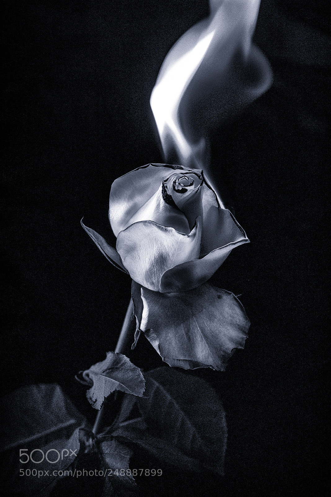 Canon EOS 60D sample photo. Flaming rose photography