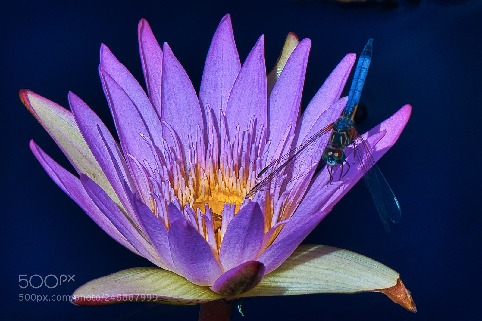 Nikon D500 sample photo. Damselfly on water lily photography