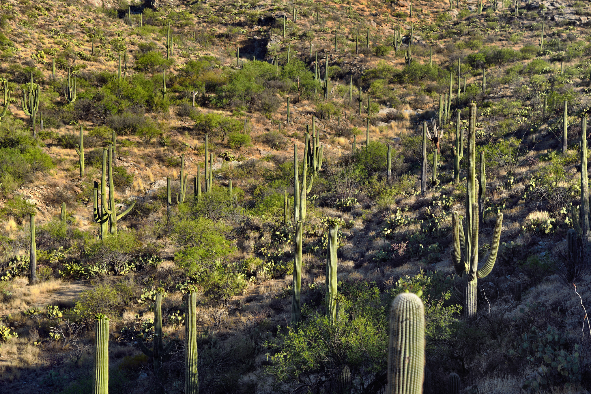 Nikon D800E + Nikon AF-S Nikkor 24-120mm F4G ED VR sample photo. A hillside of saguaro and prickly pear cactus photography
