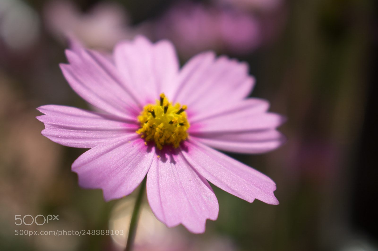 Nikon D7100 sample photo. Untitled photography