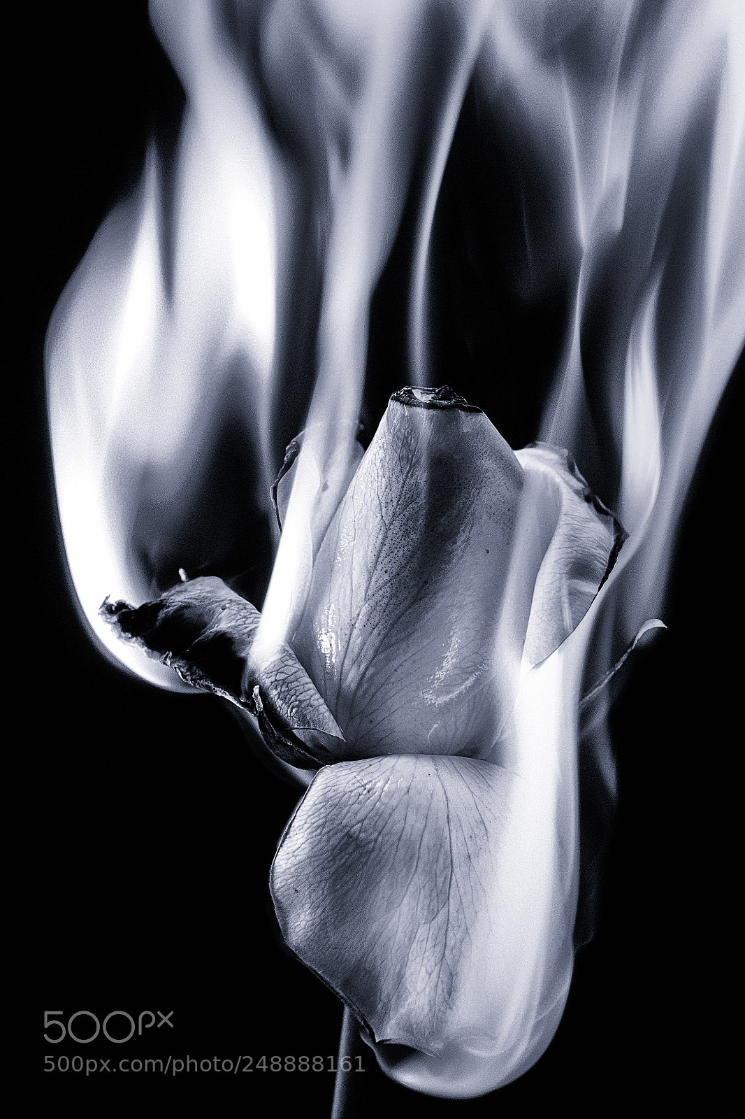 Canon EOS 60D sample photo. Flaming rose photography