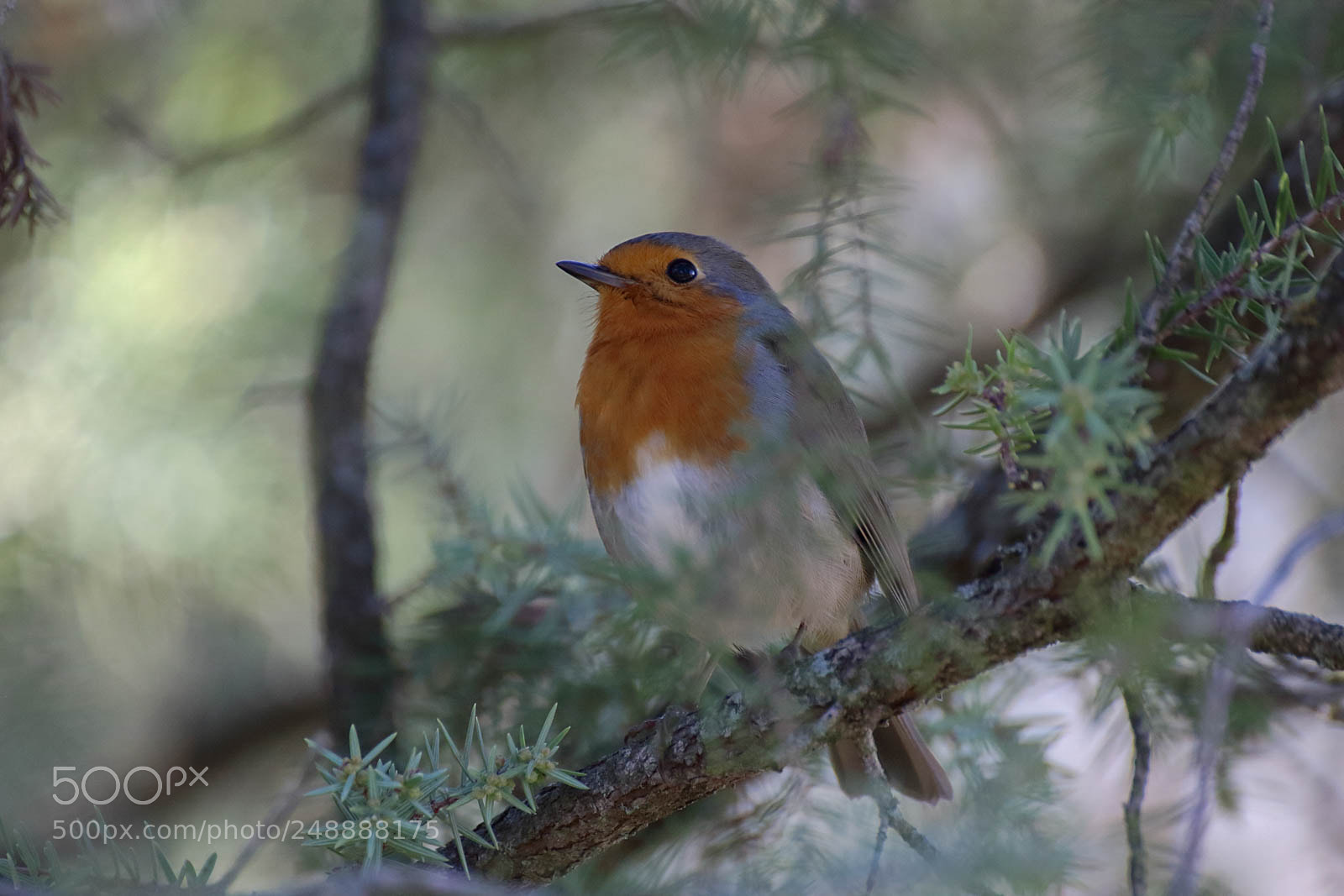 Canon EOS 700D (EOS Rebel T5i / EOS Kiss X7i) sample photo. Rouge-gorge photography