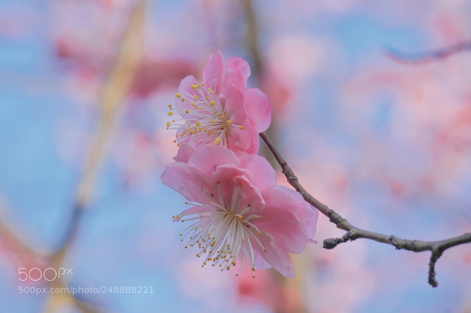 Sony a6000 sample photo. Plum blossom photography
