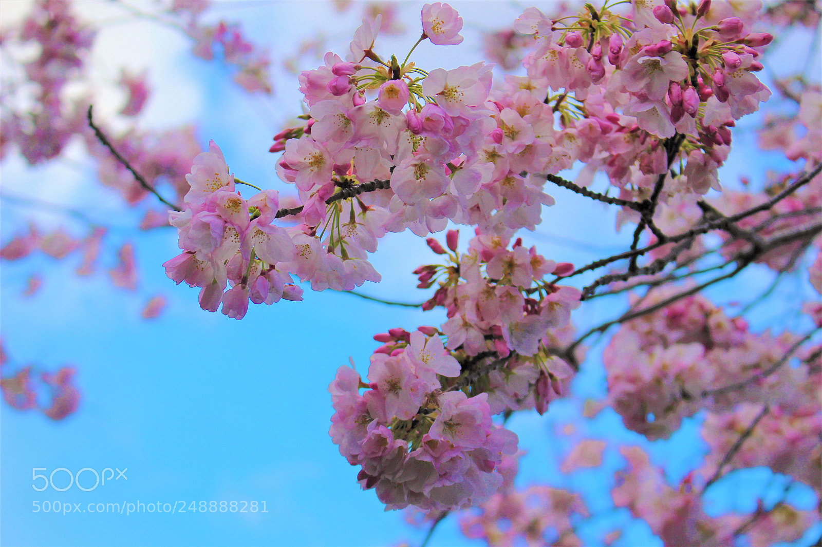 Canon EOS 100D (EOS Rebel SL1 / EOS Kiss X7) sample photo. The cherry blossom photography