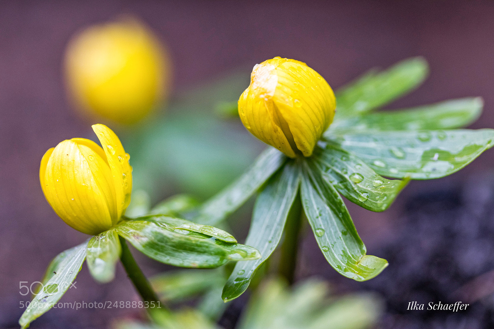 Canon EOS 80D sample photo. Eranthis hyemalis  photography