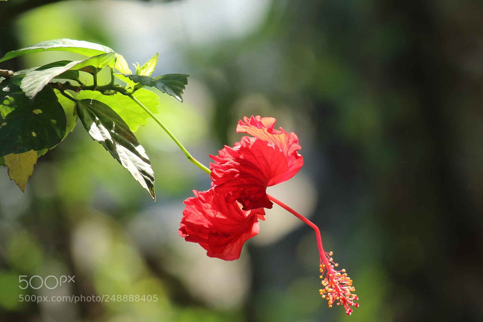Canon EF-S 55-250mm F4-5.6 IS II sample photo. Hibiscus photography