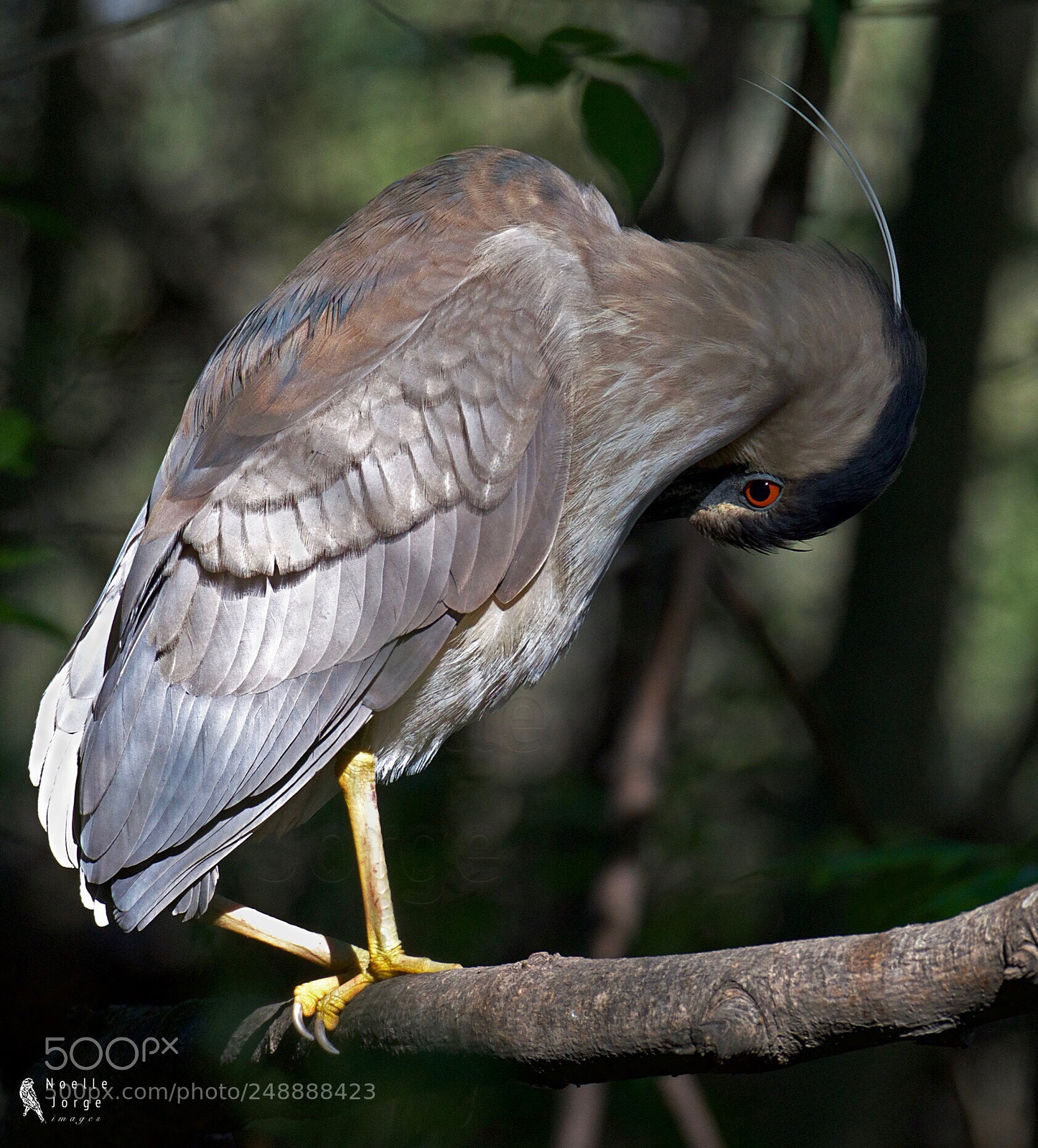 Nikon D500 sample photo. Black-crowned night heron preens photography