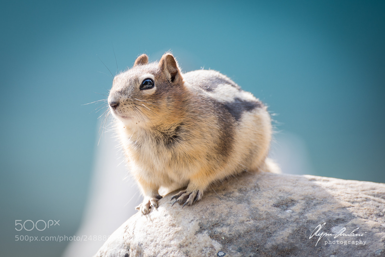Nikon D610 sample photo. Allan!! allan!! allan!! photography