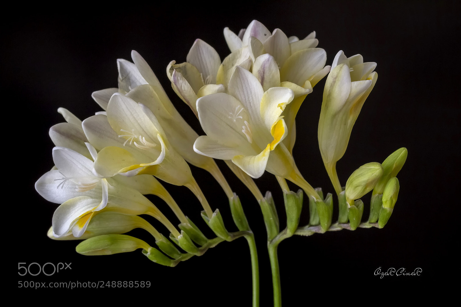 Canon EOS 7D sample photo. Freesias in a row photography