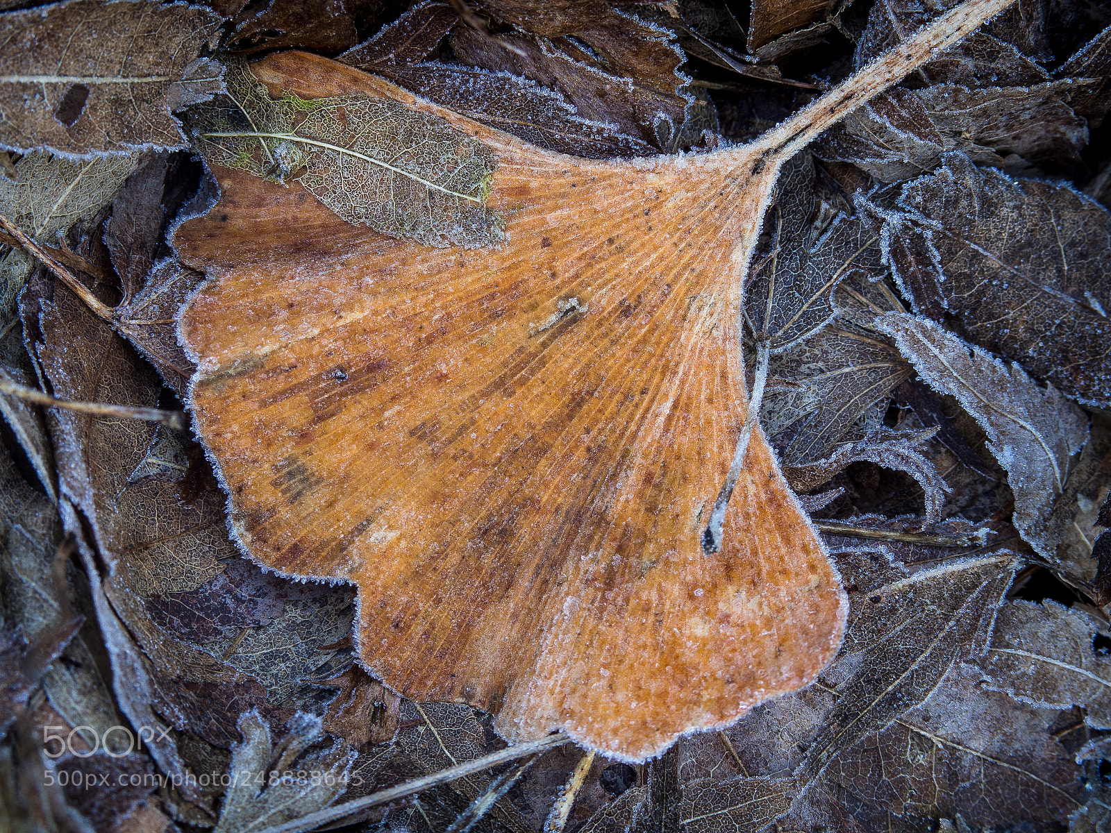 Olympus OM-D E-M10 II sample photo. Remains of the winter photography