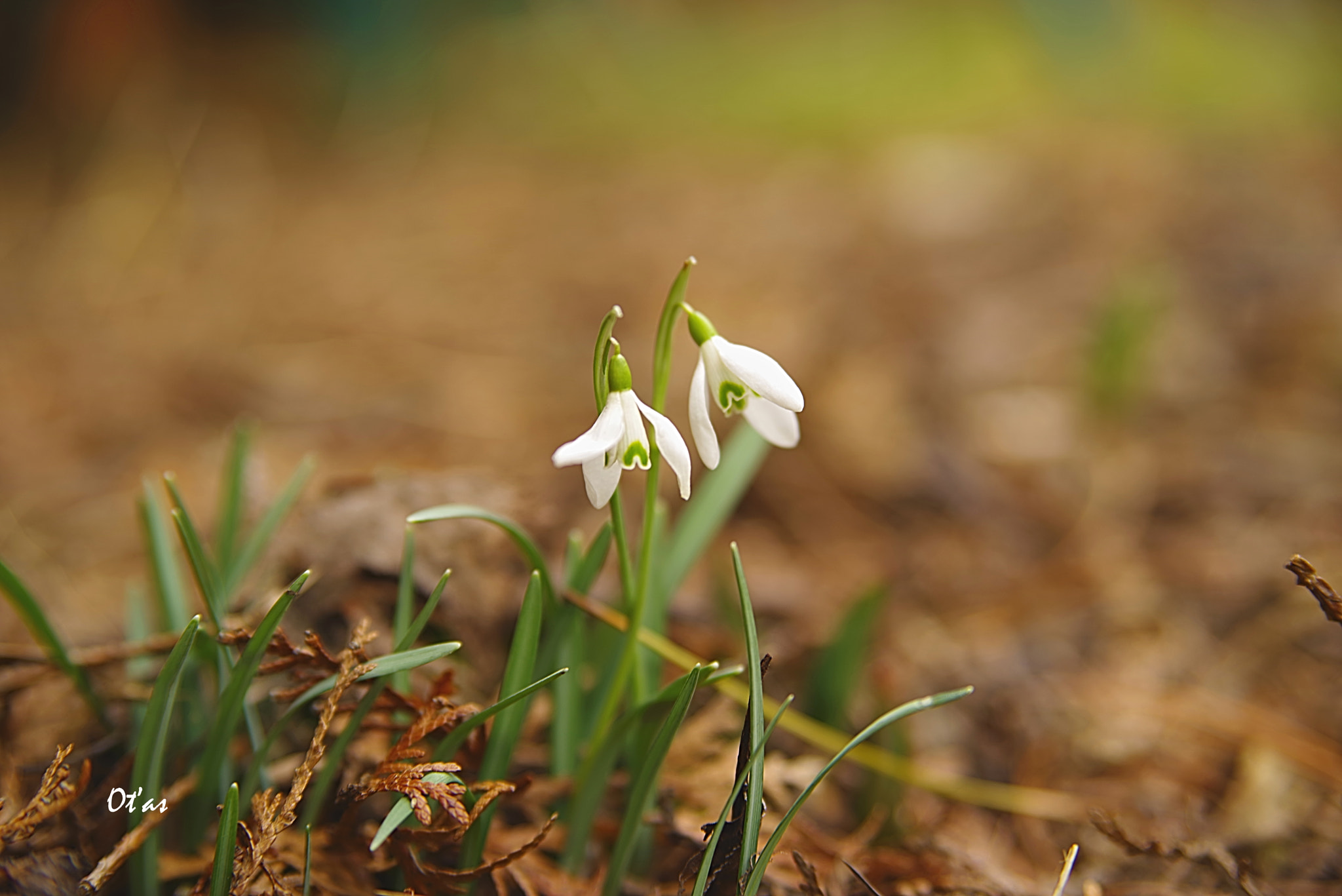 Pentax K-1 sample photo. Snowdrop photography