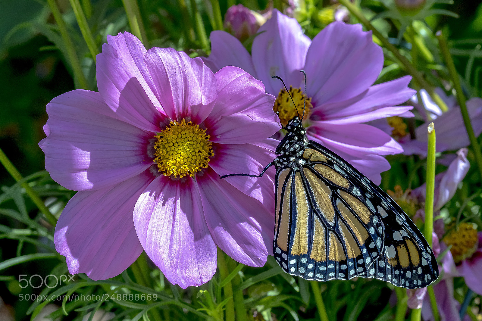 Canon EOS 7D Mark II sample photo. Monarch butterfly photography