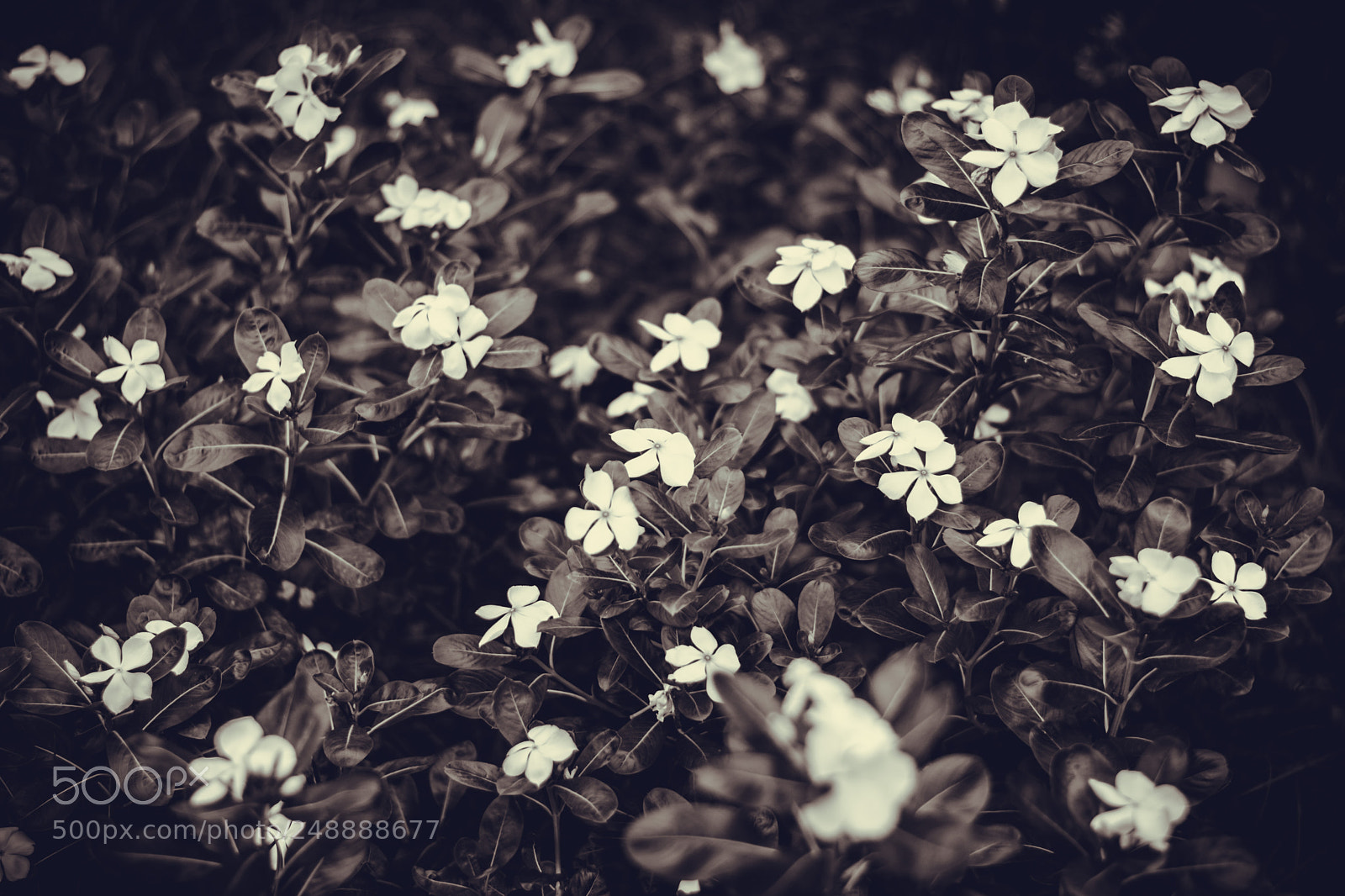Nikon D5200 sample photo. Flowers photography