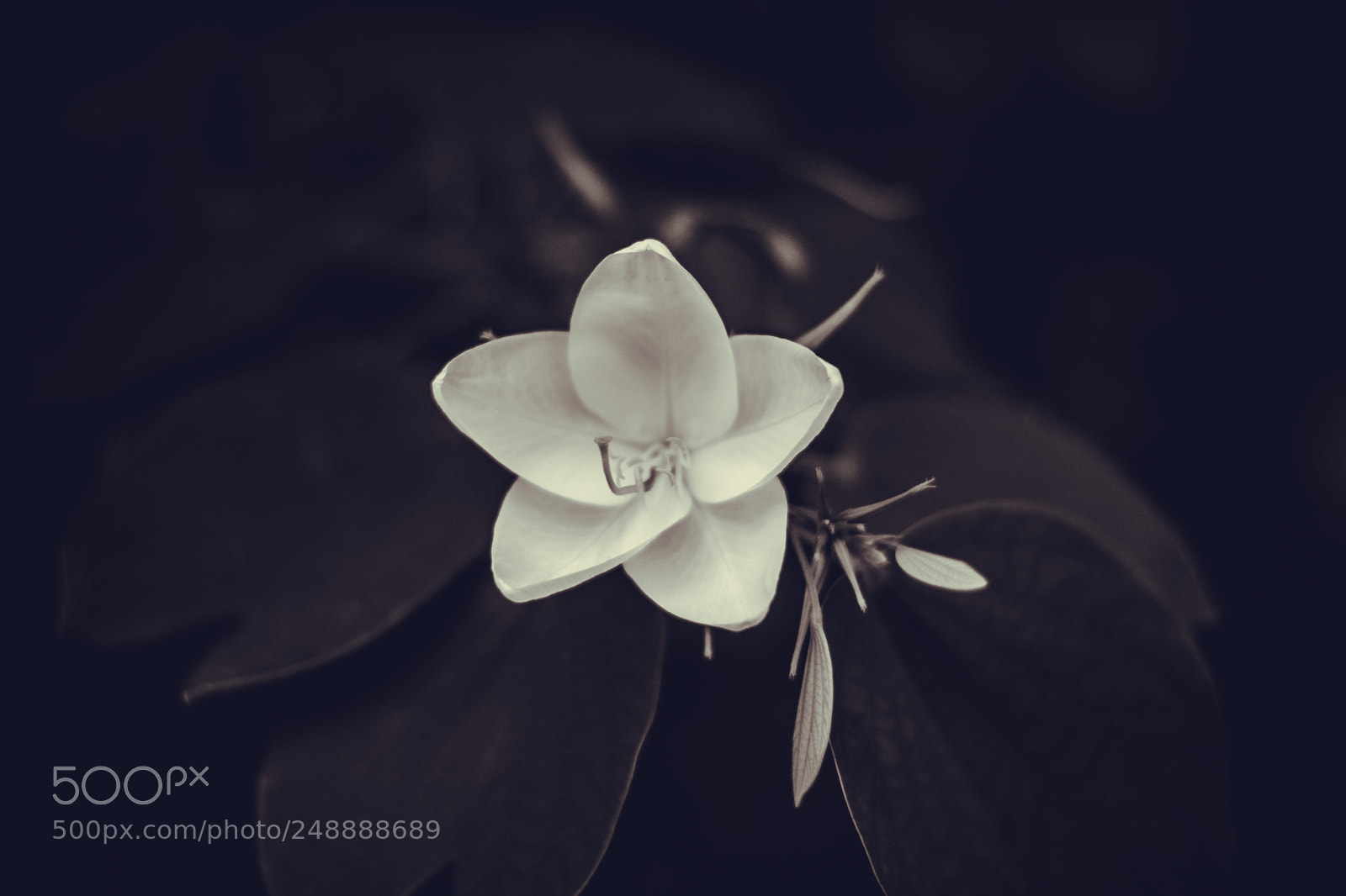 Nikon D5200 sample photo. Flower photography