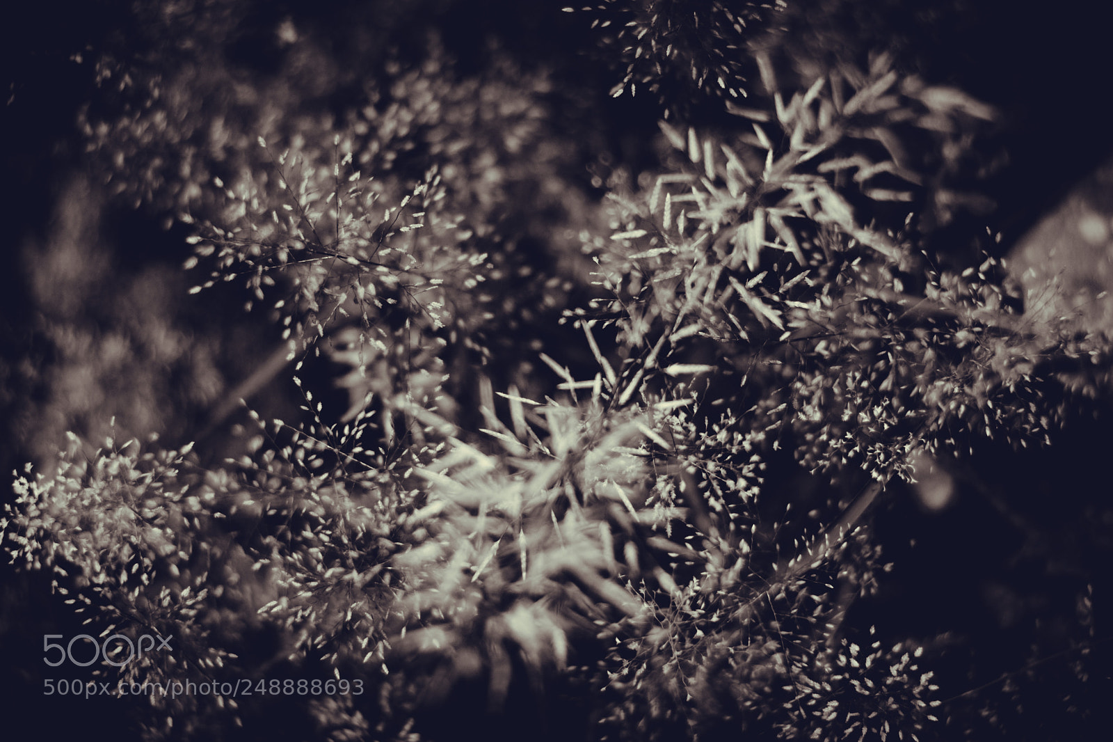 Nikon D5200 sample photo. Plant photography