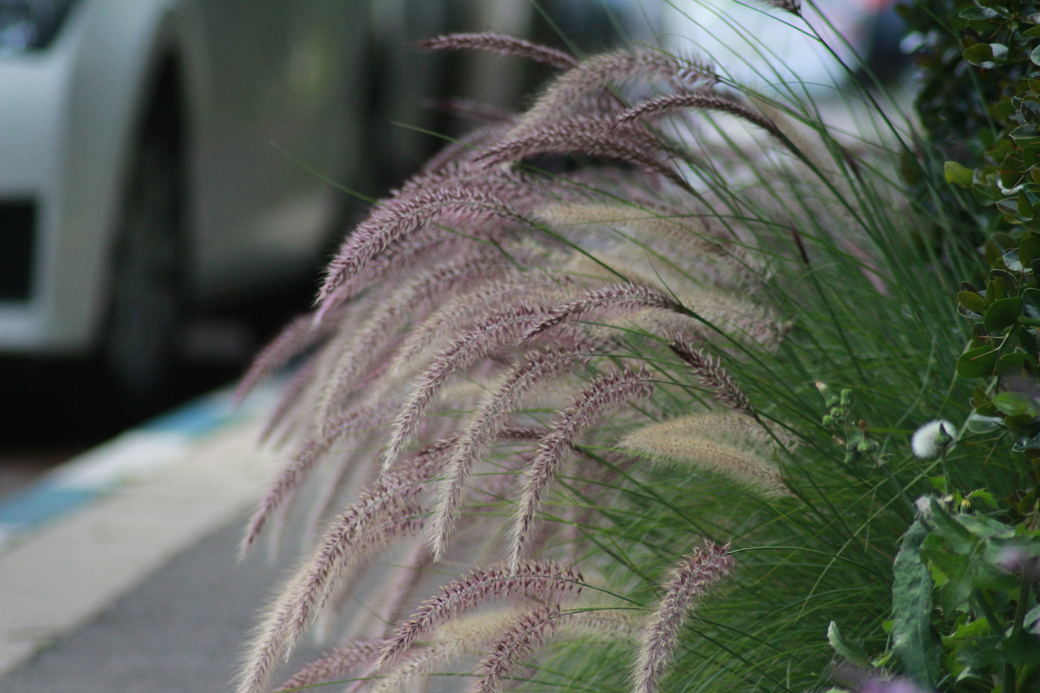 Canon EOS 700D (EOS Rebel T5i / EOS Kiss X7i) sample photo. Purple photography