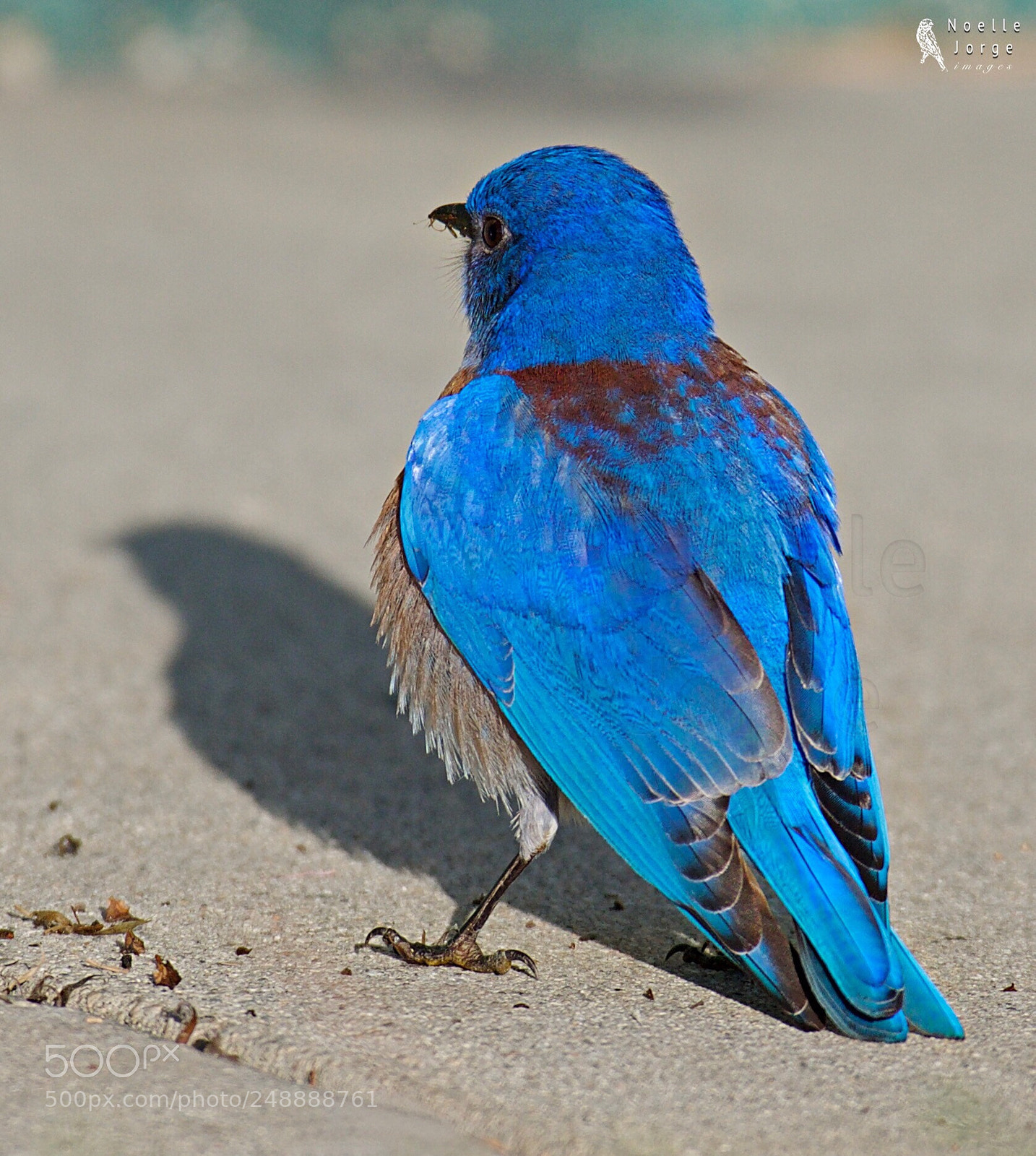 Nikon D500 sample photo. Bluer than blue  photography