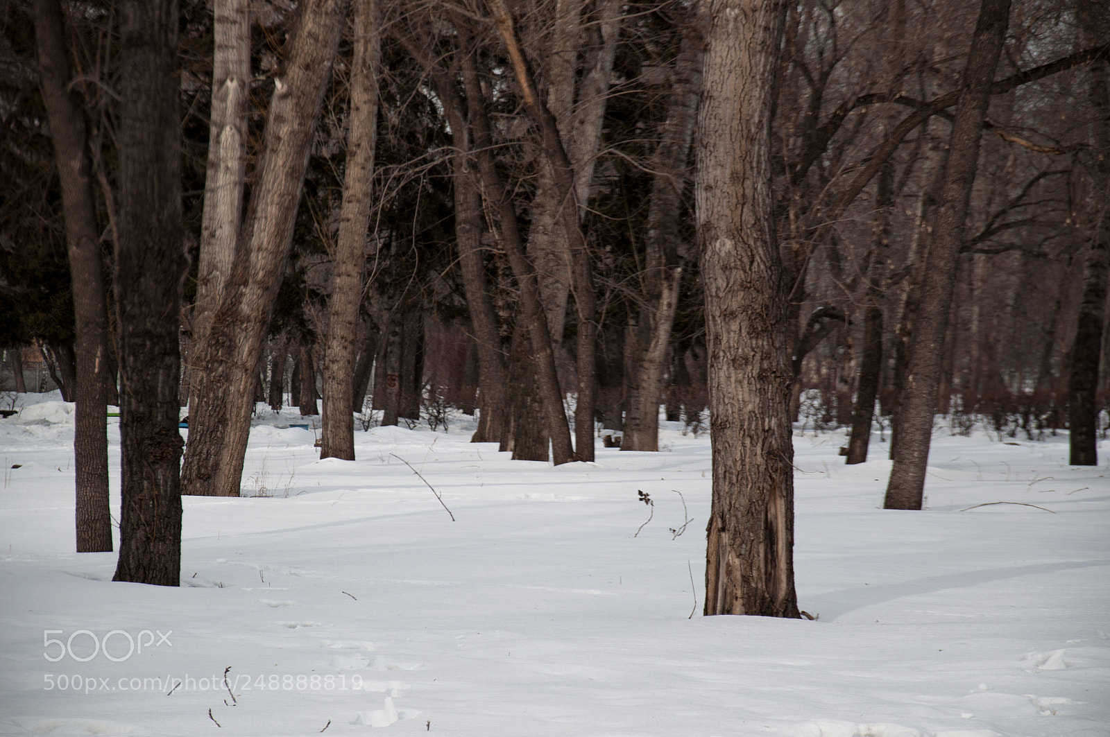 Nikon D5000 sample photo. March photography