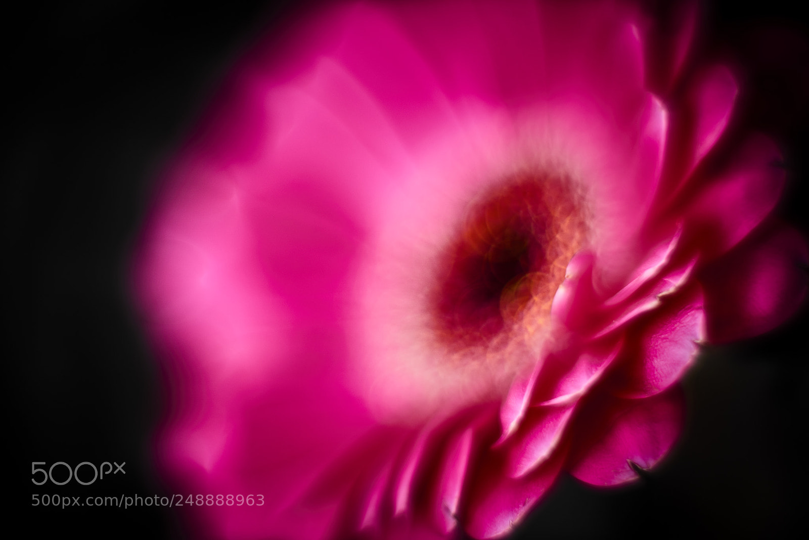 Nikon D800E sample photo. With the softest touch photography