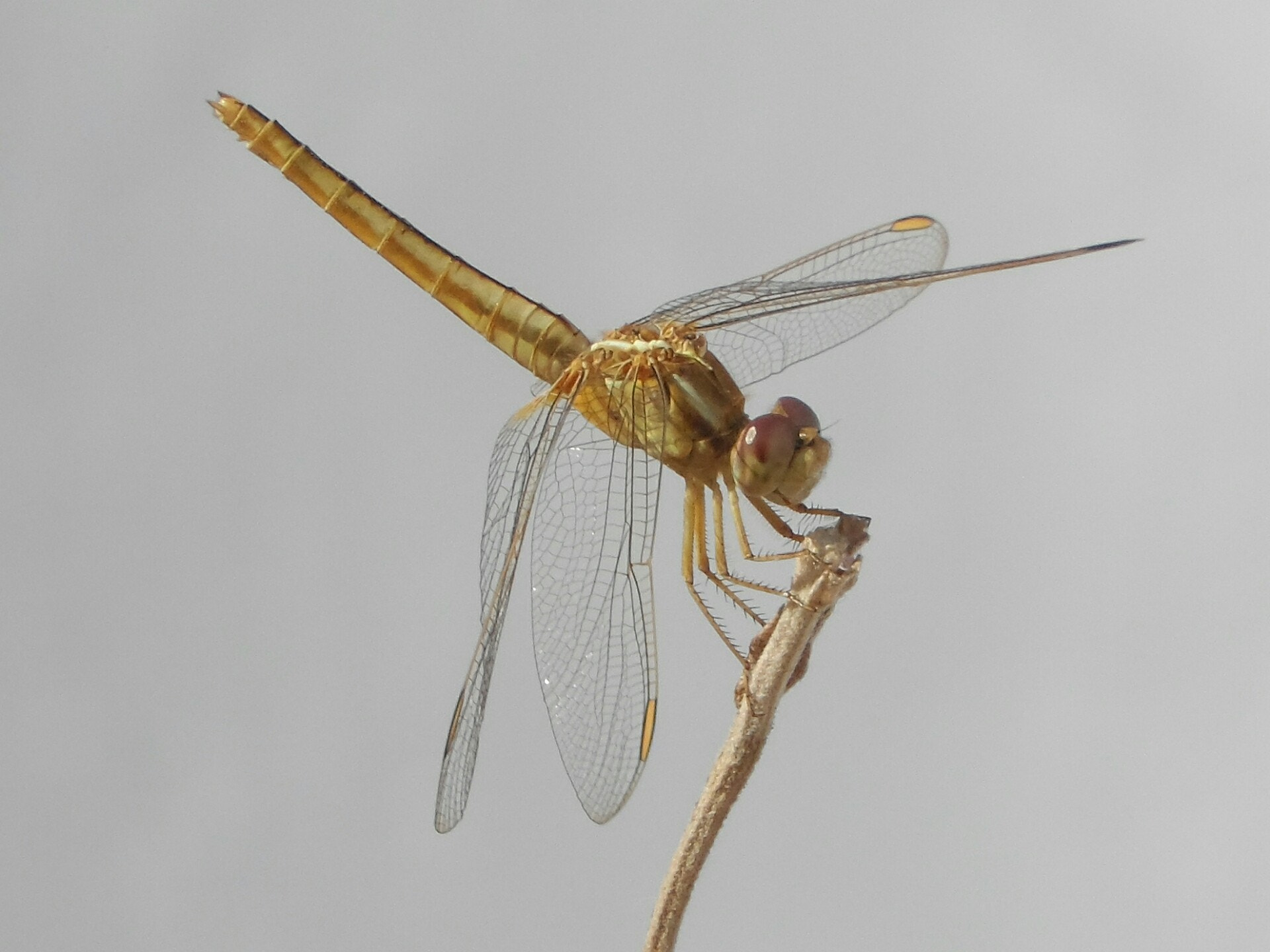 Samsung WB150 / WB150F / WB152 / WB152F / WB151 / WB151F / WB140 sample photo. Ditch jewel dragonfly photography