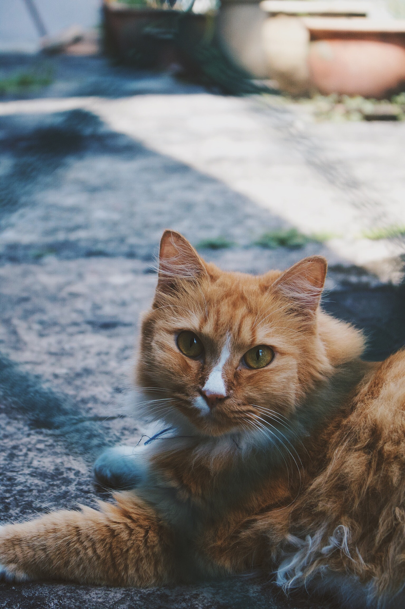 Canon EOS 750D (EOS Rebel T6i / EOS Kiss X8i) sample photo. Persian orange with white photography