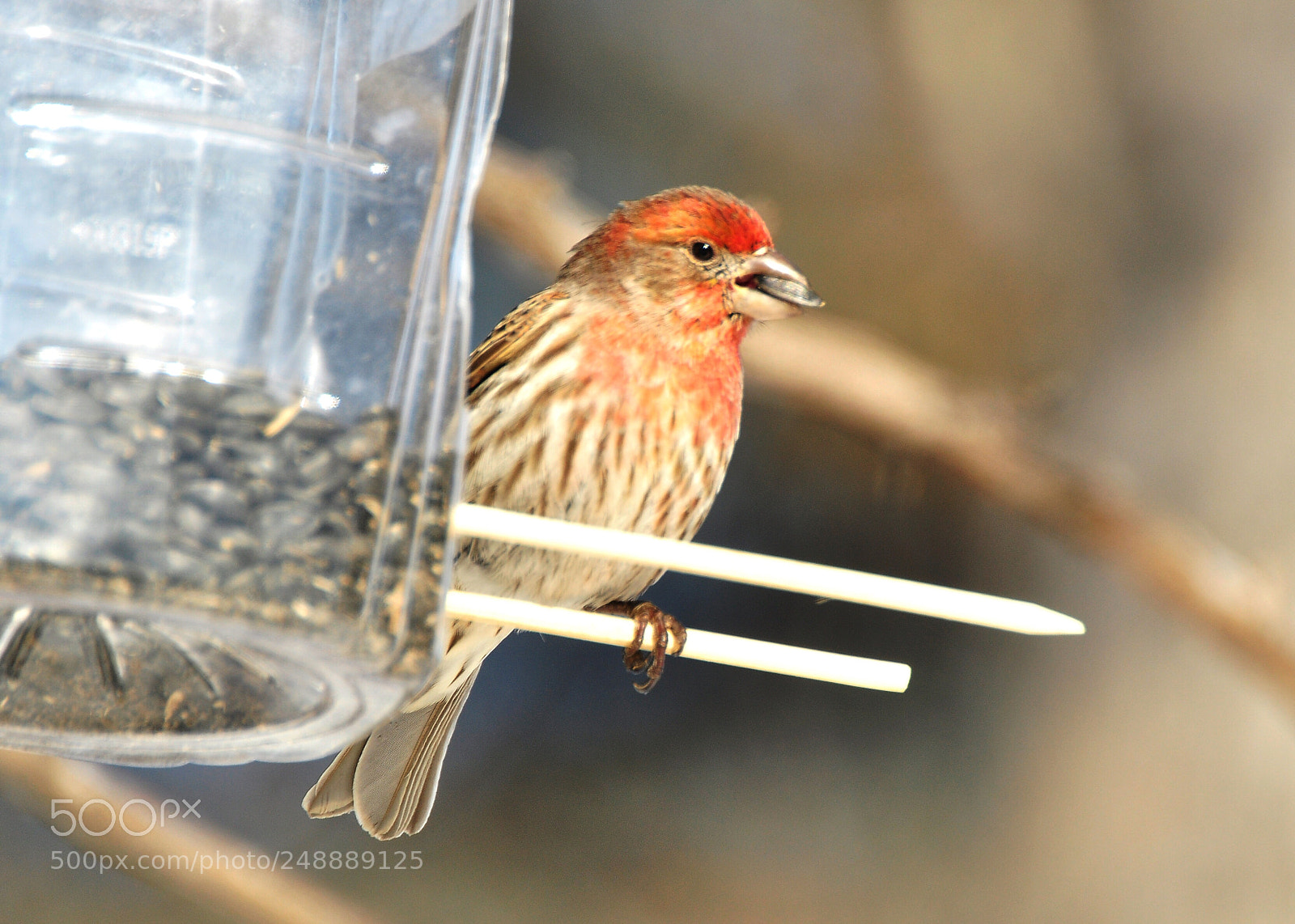 Nikon D90 sample photo. House finch photography