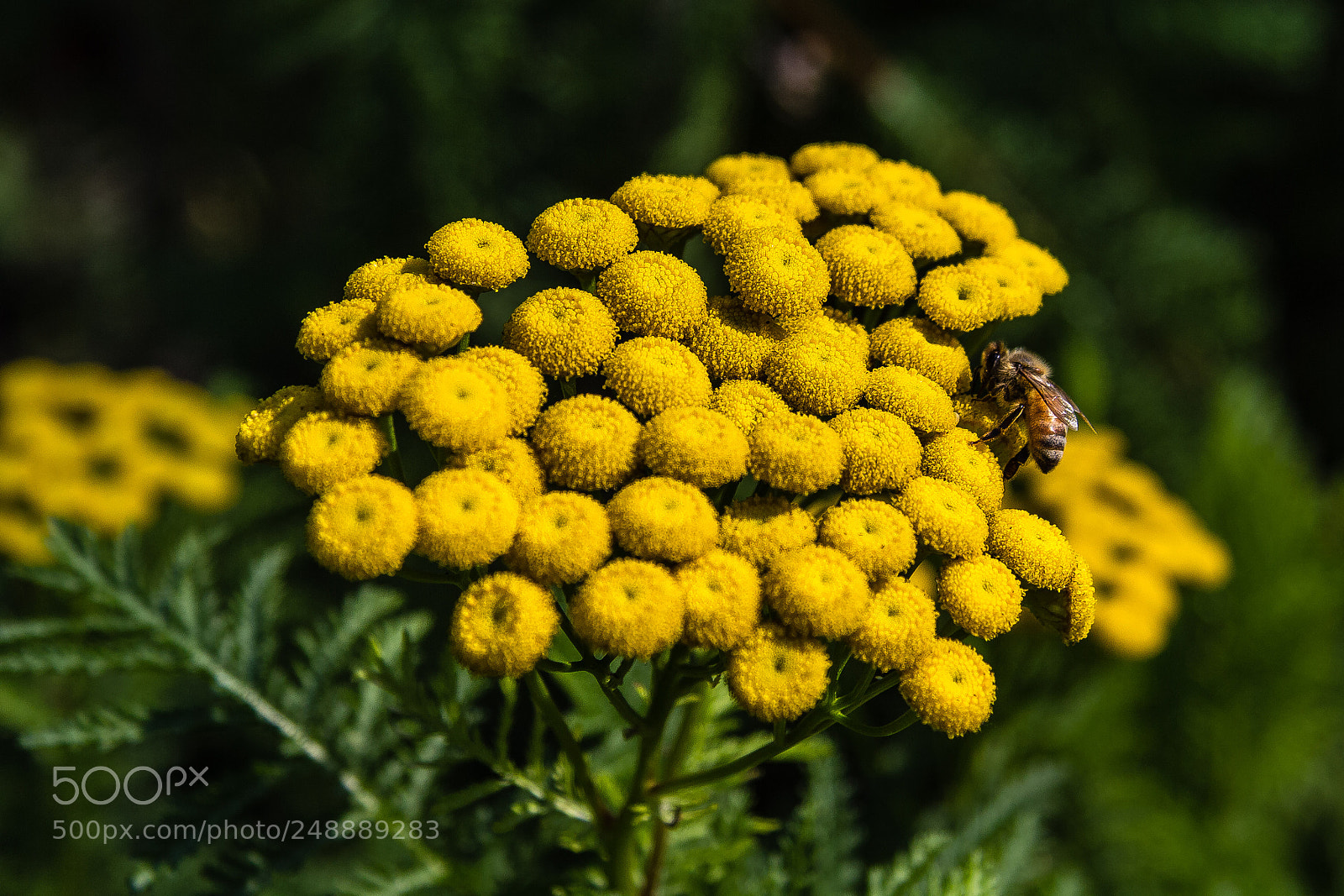 Canon EOS 60D sample photo. Tanacetum vulgare var crispum photography