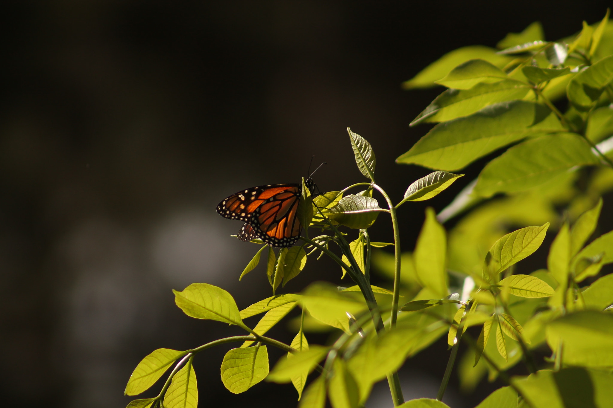 Canon EF 75-300mm f/4-5.6 sample photo. Butterfly photography