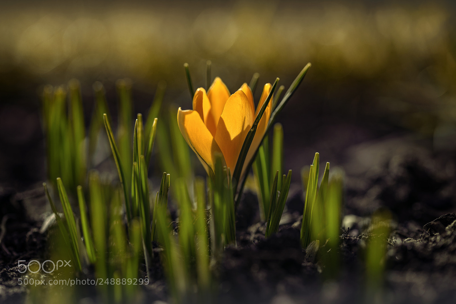 Nikon D810 sample photo. Spring`18 - garden gold photography