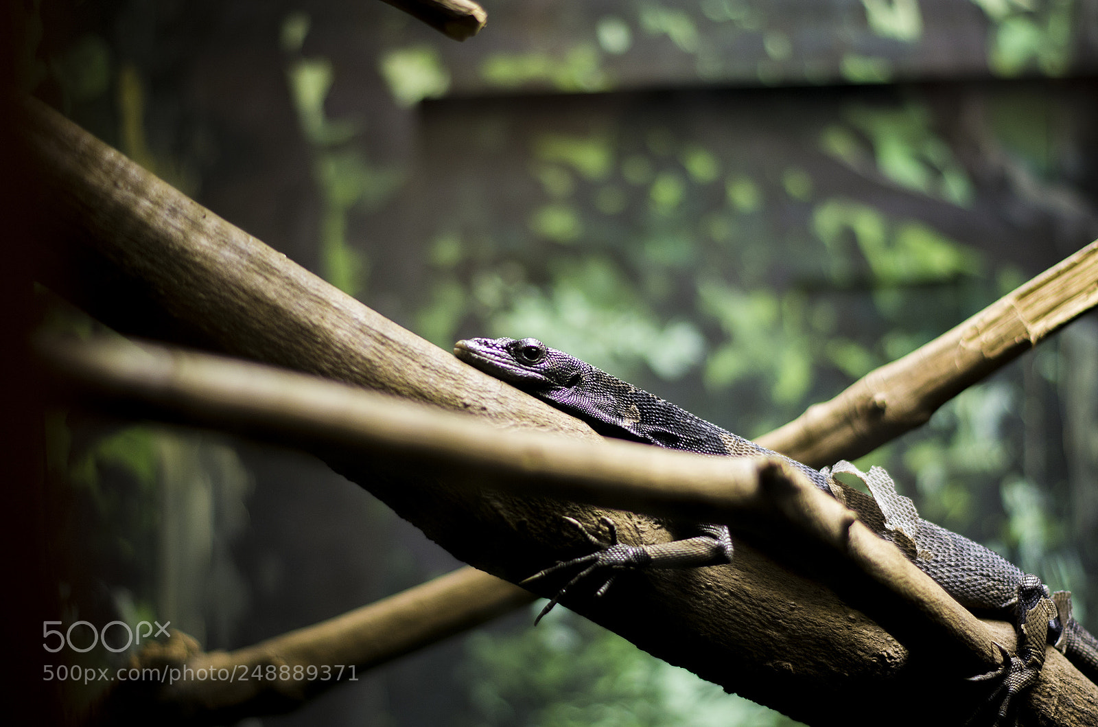 Pentax K-5 sample photo. Lizard photography