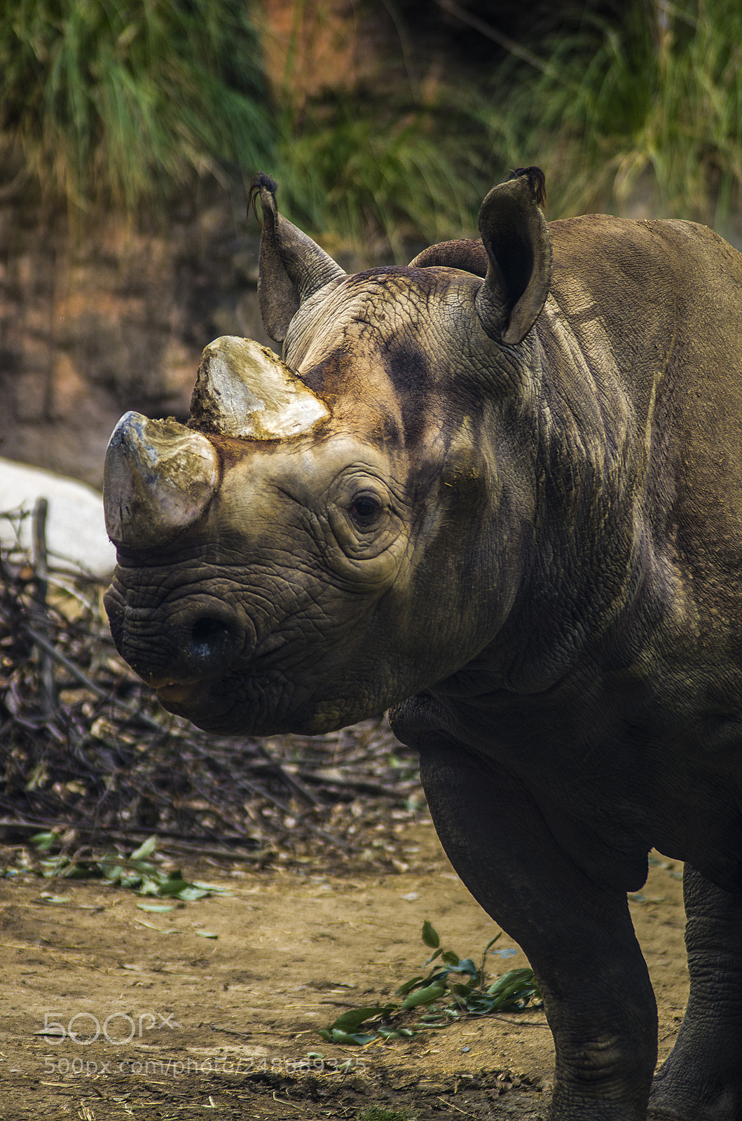 Pentax K-5 sample photo. Rhinoceros photography